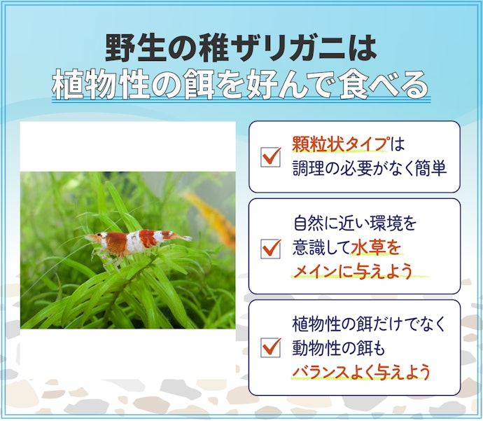 稚ザリガニには植物性の餌を選択しよう