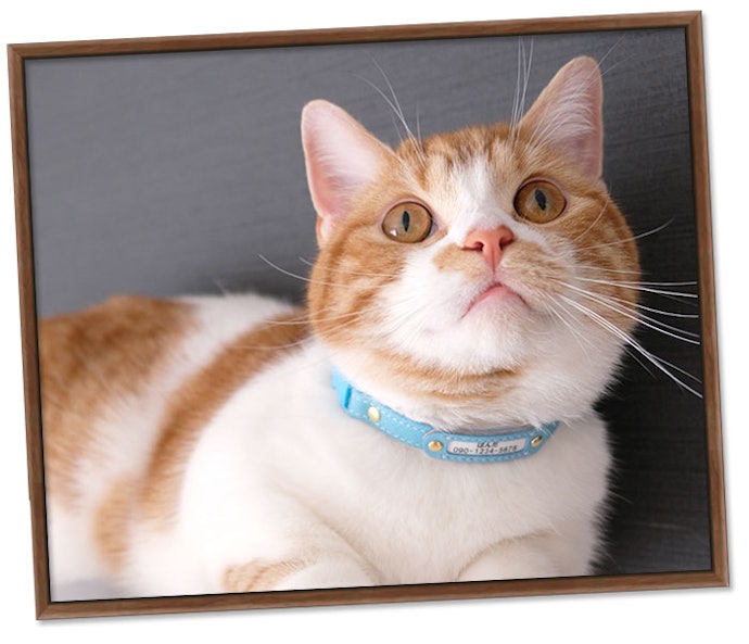 成猫には余裕のあるサイズをチョイス。指1〜2本入るくらいが目安
