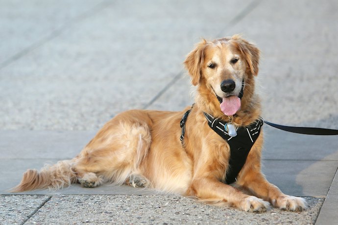 Y型:愛犬への首や器官への負担を軽減したい人向け