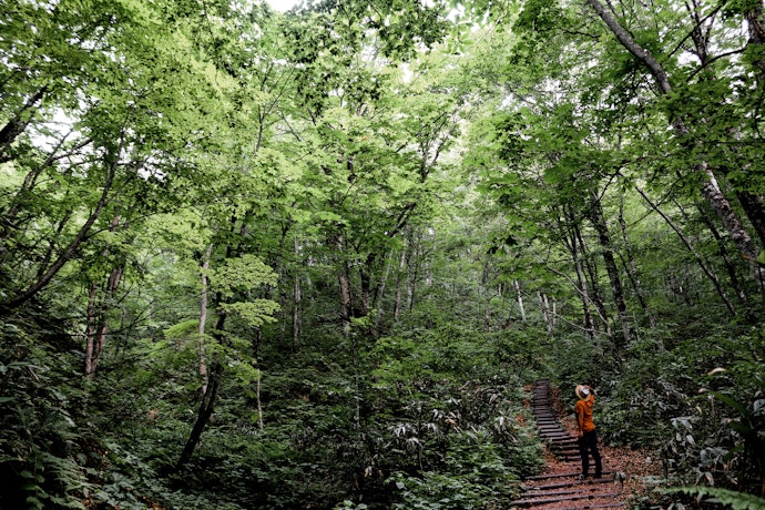 世界遺産の自然を満喫したいなら「白神山地」がおすすめ