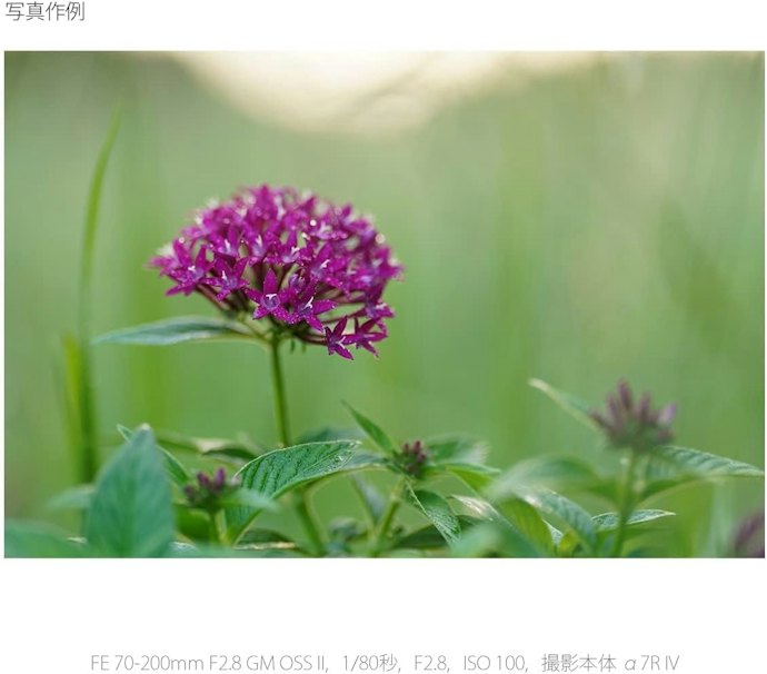 被写体との距離が変わるシーンにはズームレンズ。初心者にも扱いやすい