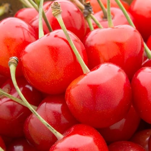 お中元の贈り物なら、7月以降が旬の「紅秀峰」「大将錦」