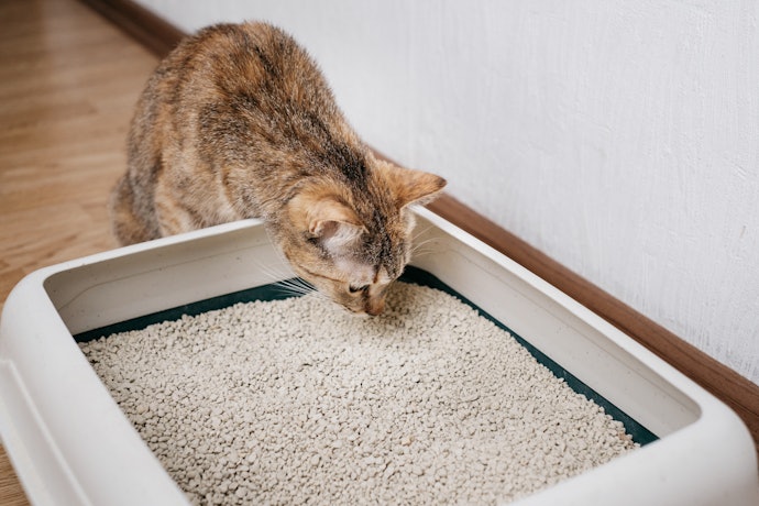 トイレと猫砂| 適切な大きさのトイレと猫砂を用意する