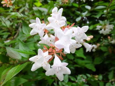 天吹酒造:独自の花酵母を使用した珍しい日本酒が有名