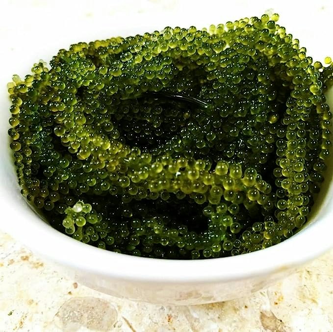 海ブドウ本来のおいしさを楽しむなら、新鮮な生タイプがぴったり