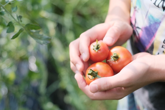 国産野菜が使われているか確認しよう