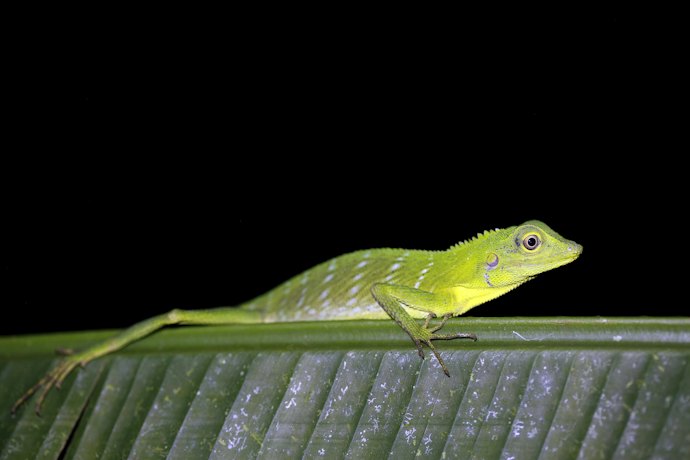 夜行性爬虫類には、カルシウムのみが理想的