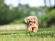 犬を飼うのに必要なものとは?散歩グッズから安心できる生活環境づくりまで徹底解説