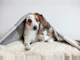 ペットに寒さ対策は必要?愛犬・愛猫が冬を快適に過ごすためのポイントを紹介
