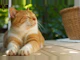 猫を飼うのに必要なもの|猫グッズの必需品リストを紹介