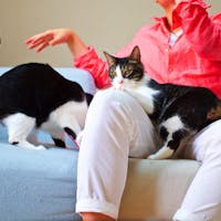 多頭飼いのお家におすすめ 猫ブロガーが選ぶ便利すぎる猫グッズ10選 Mybest 多頭飼いのお家におすすめ 猫ブロガーが選ぶ便利すぎる猫グッズ10選 Mybest