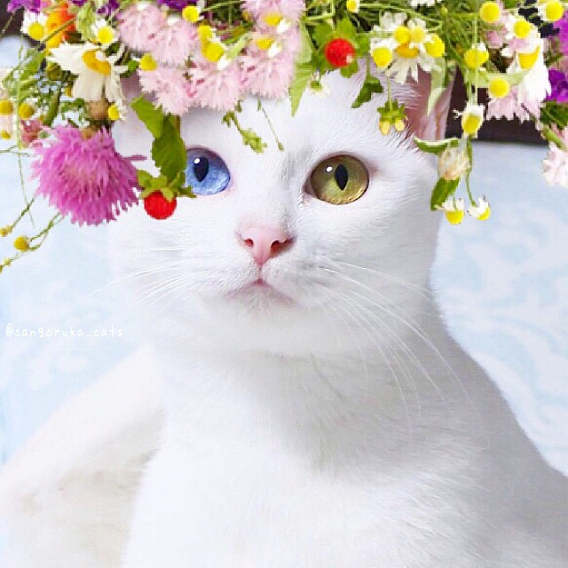 徹底比較】猫用おもちゃのおすすめ人気ランキング10選  mybest